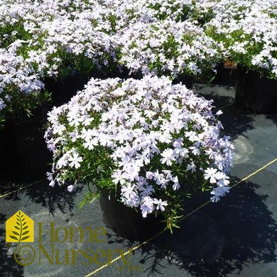 Phlox subulata 'Blue Emerald'