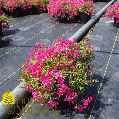 Phlox subulata 'Red Wing'