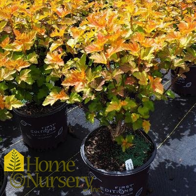 Physocarpus opulifolius Amber Jubilee™