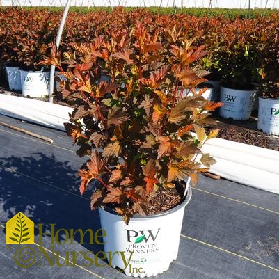 Physocarpus opulifolius Coppertina®