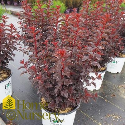 Physocarpus opulifolius Summer Wine® Black