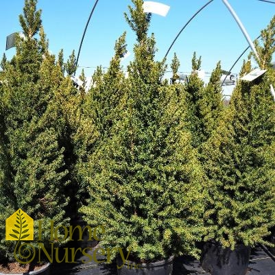 Picea glauca 'Conica'