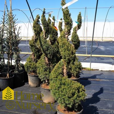 Picea glauca 'Conica' - Spiral