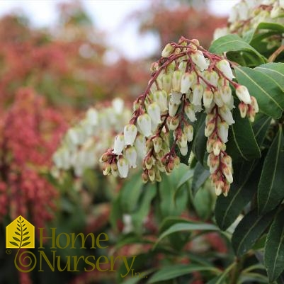 Pieris japonica 'Mountain Fire'