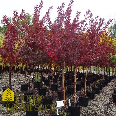 Prunus cerasifera 'Newport'