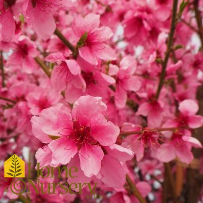 Prunus persica 'Saturn'