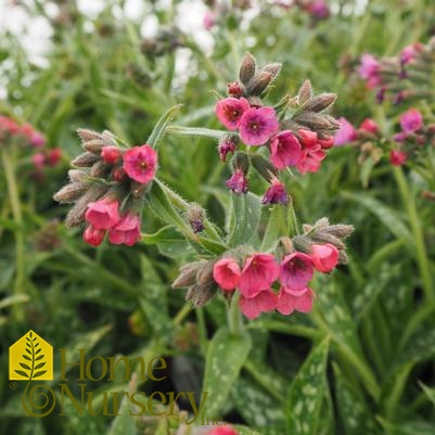 Pulmonaria x 'Raspberry Splash'