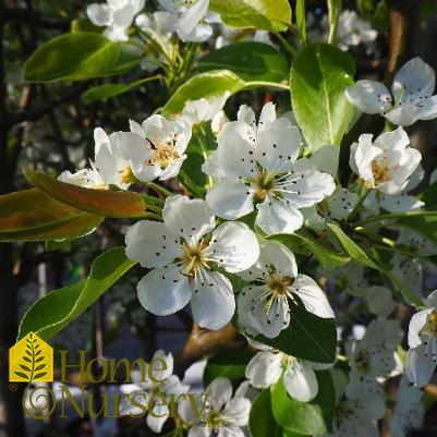 Pyrus communis 'Luscious'