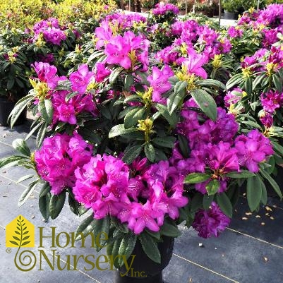 Rhododendron x Purple Passion