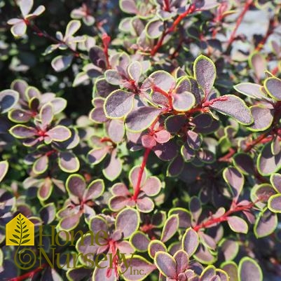 Berberis x Sunjoy Mini Maroon®