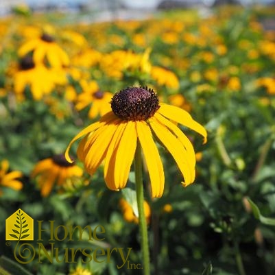 Rudbeckia fulgida var. sullivantii 'Goldsturm'