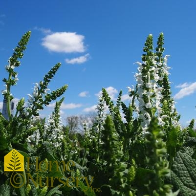 Salvia nemerosa 'White Profusion'