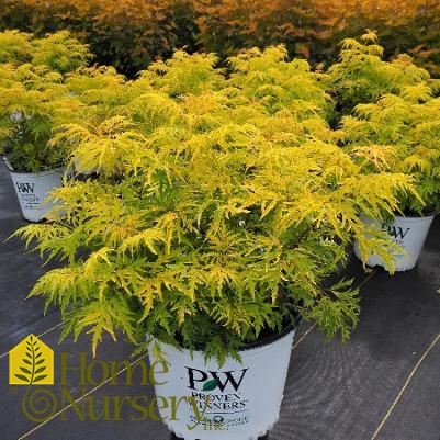 Sambucus racemosa Lemony Lace®