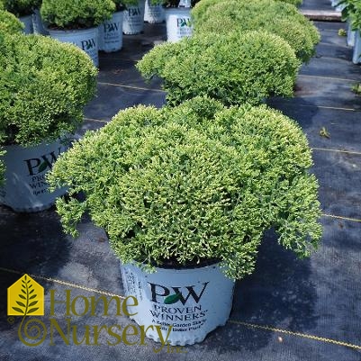 Sedum x Rock 'n Grow® Bundle of Joy