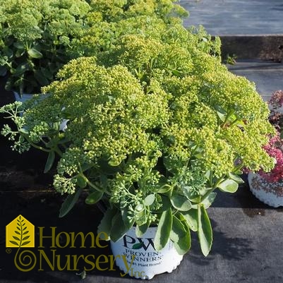 Sedum x Rock 'n Grow® Lemonjade