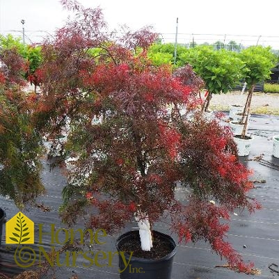 Acer palmatum var. dissectum 'Crimson Queen'