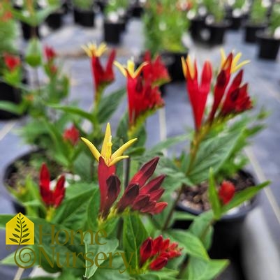 Spigelia marilandica 'Little Redhead'