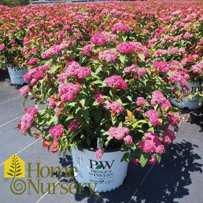 Spiraea japonica Double Play Doozie®