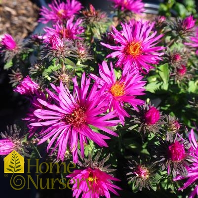 Symphyotrichum novae-angliae 'Vibrant Dome'