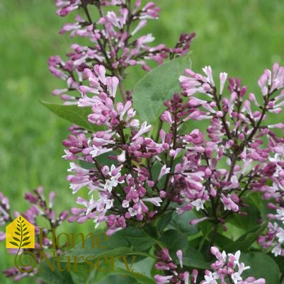 Syringa patula Baby Kim®