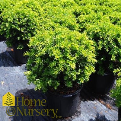 Taxus x media 'Brownii'