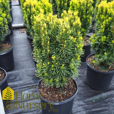 Taxus x media 'Citation'