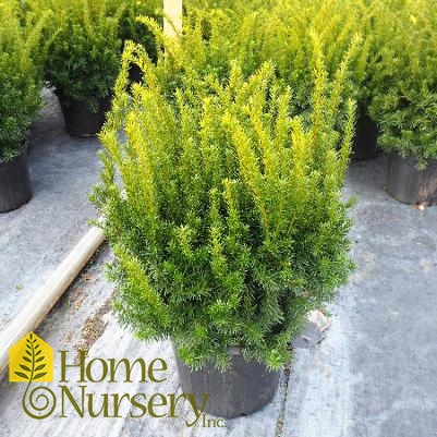 Taxus x media 'Densiformis'