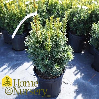 Taxus x media 'Hicksii'