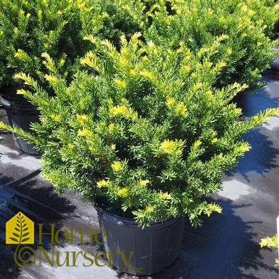 Taxus x media 'Tauntonii'