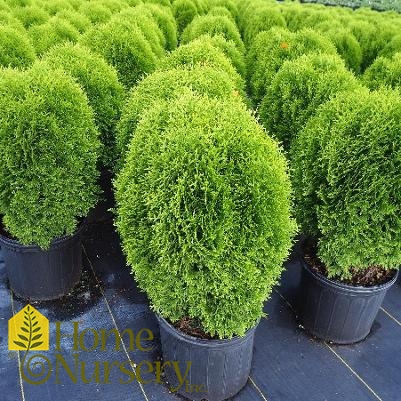 Thuja occidentalis 'Little Giant'