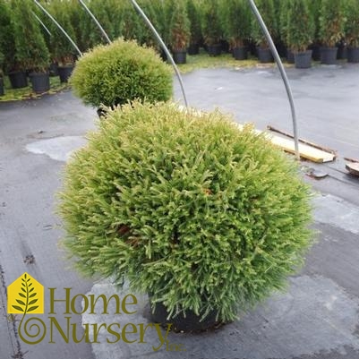 Thuja occidentalis Pancake™