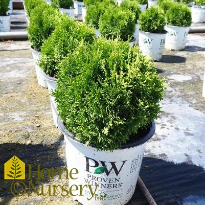 Thuja occidentalis Tater Tot®