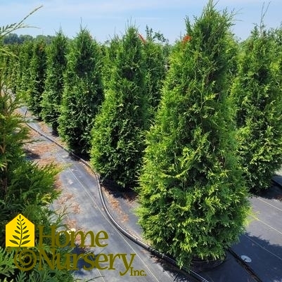 Thuja x 'Green Giant'