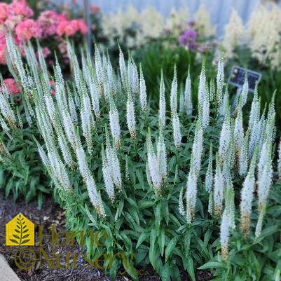 Veronica x Magic Show® 'White Wands'