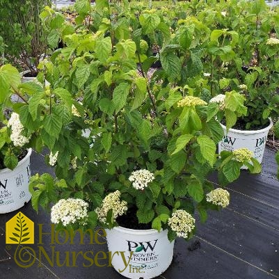 Viburnum dilatatum Cardinal Candy™