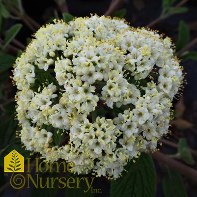 Viburnum rhytidophyllum 