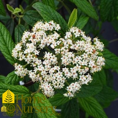 Viburnum x rhytidophylloides Emerald Envy®