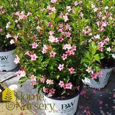 Weigela florida Sonic Bloom® Pure Pink