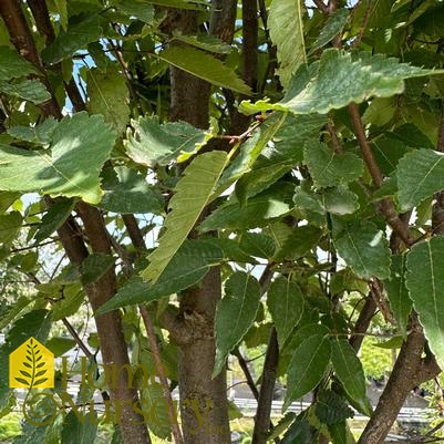 Zelkova serrata 'Green Vase'