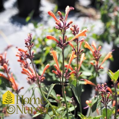 Agastache x Kudos™ Mandarin