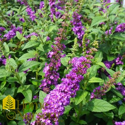 Buddleia x 'Miss Violet'