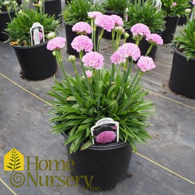 Armeria pseudarmeria Dreameria® Sweet Dreams