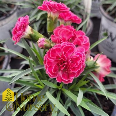 Dianthus x Fruit Punch® 'Raspberry Ruffles'