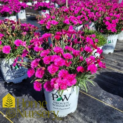 Dianthus x 'Paint the Town Fancy'