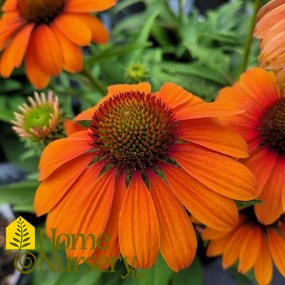 Echinacea x Color Coded™ 'Orange You Awesome'