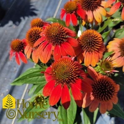 Echinacea x Sombrero® Fiesta Orange