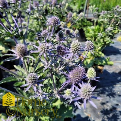 Eryngium planum 'Blue Hobbit'