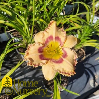 Hemerocallis x Rainbow Rhythm® King of Ages