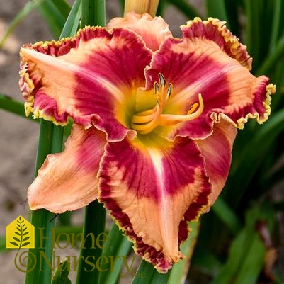 Hemerocallis x Rainbow Rhythm® Lake of Fire