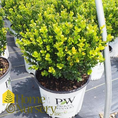 Buxus microphylla Sprinter®